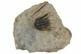 Spiny Leonaspis Trilobite - Foum Zguid, Morocco #204817-2